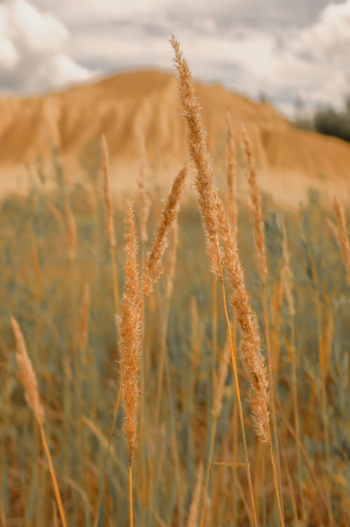 Free Brown Wheat on a Field Stock Photo
