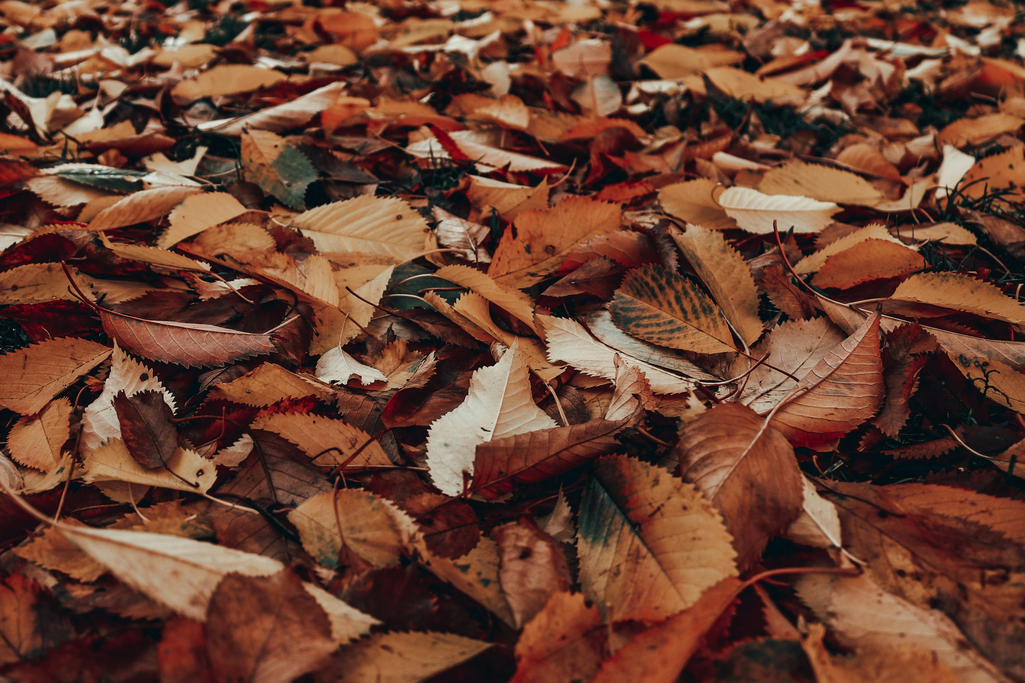 Dry Leaves Free Photo Download