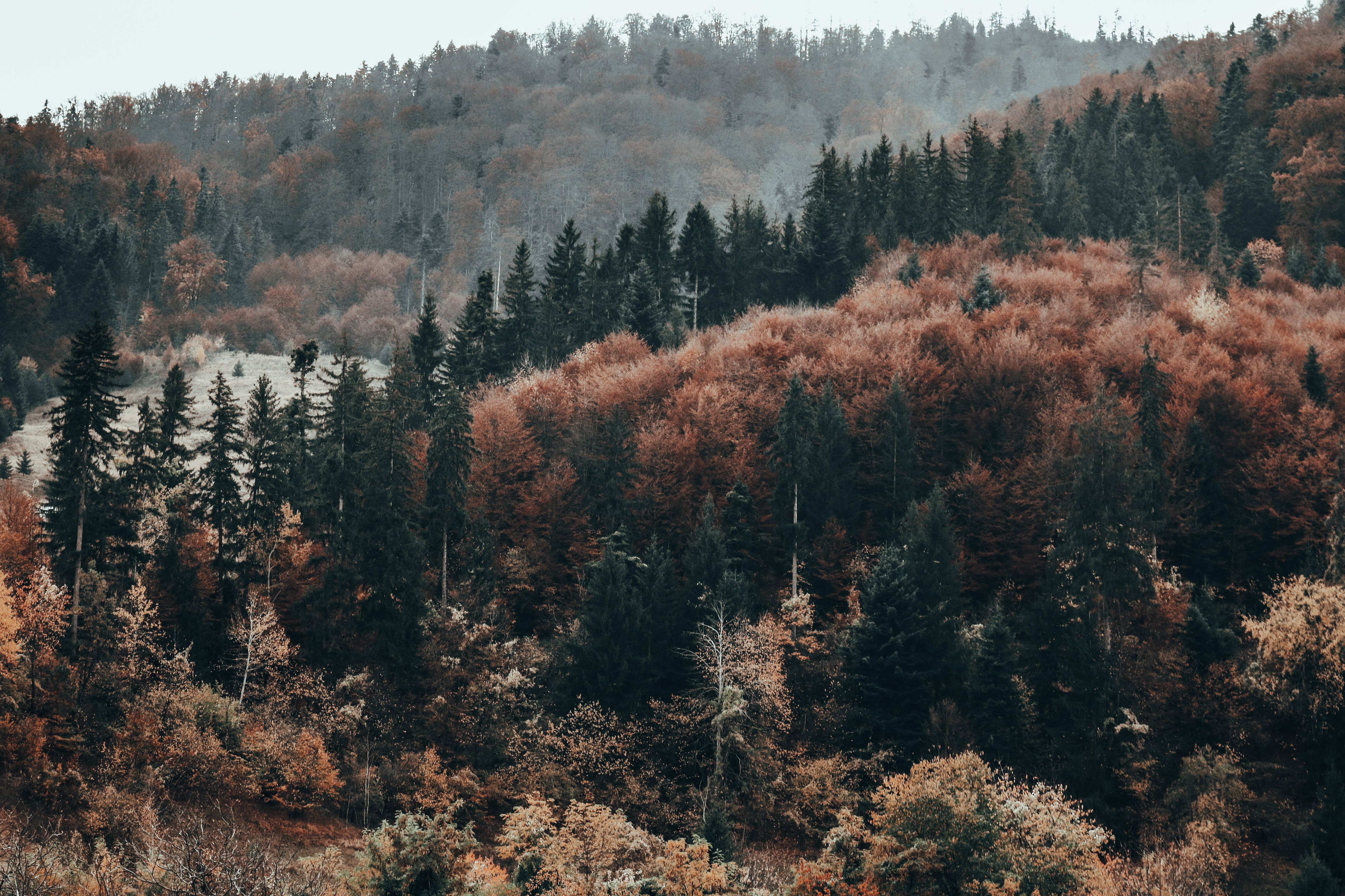 Explorarea fenomenului carstic Mușetoaia și peisajele din Jiul de Sus