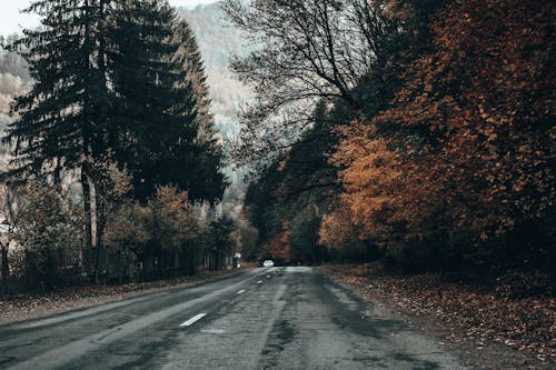 Free Road Between Autumn Trees Stock Photo