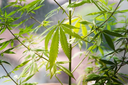 Close-up of lush cannabis leaves showcasing vibrant greenery in natural light.