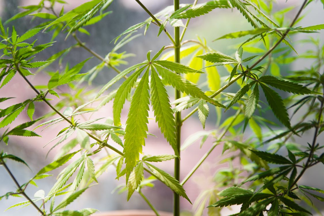 Hojas verdes de cannabis en producción medicinal de escala