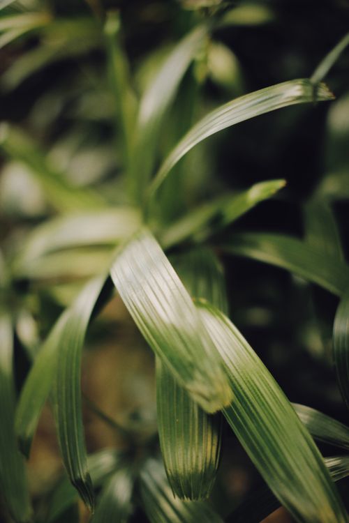 Free Detailed close-up of lush green leaves in nature, showcasing texture and depth. Stock Photo