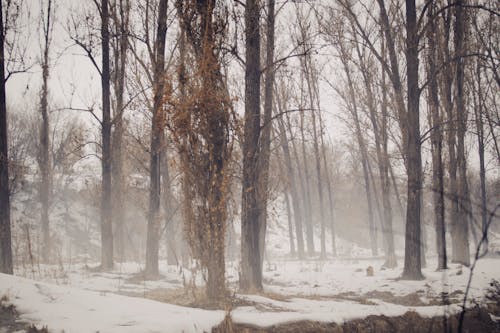 Imagine de stoc gratuită din ceață, codru, copaci goi