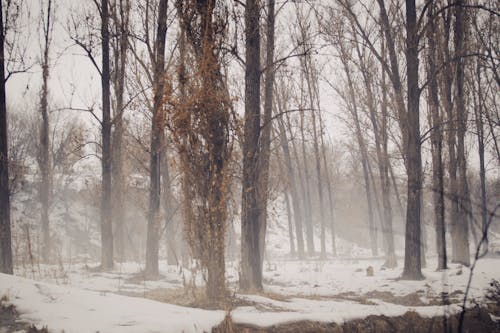 Gratis stockfoto met Bos, deprimerend, kale bomen