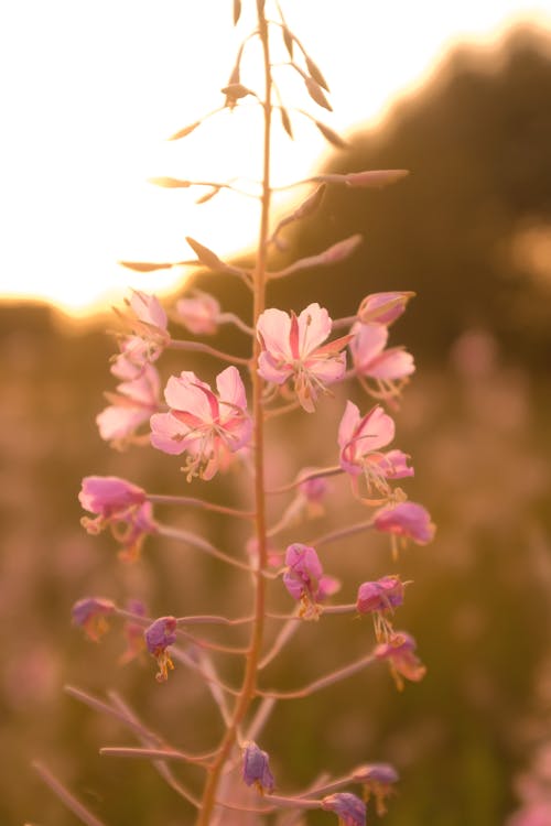 Free Close-up of a Plant with Pink Flowers Stock Photo