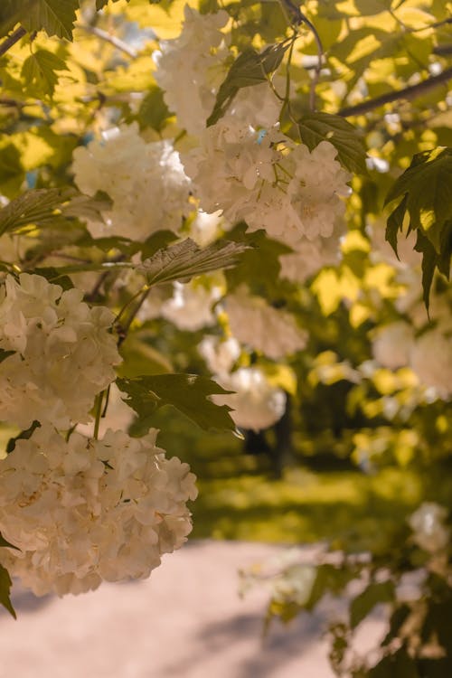 Lanarth White Flowers in Bloom