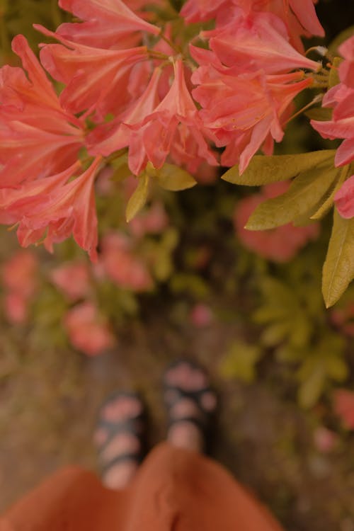 Immagine gratuita di avvicinamento, azalea, fiori rosa