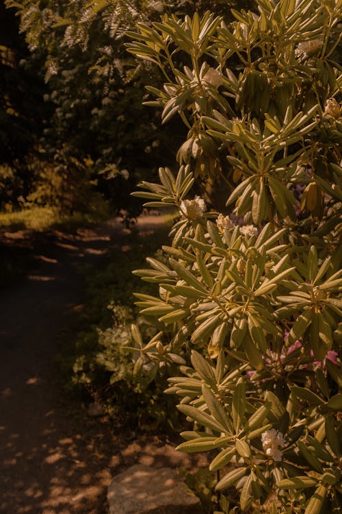 Бесплатное стоковое фото с ботанический, вертикальный выстрел, дорожка