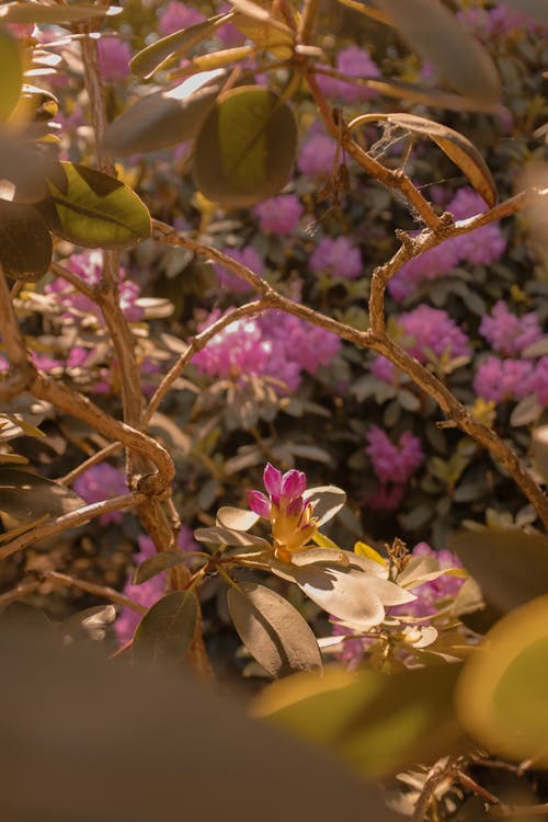 Foto d'estoc gratuïta de branques d'arbre, florint, flors roses