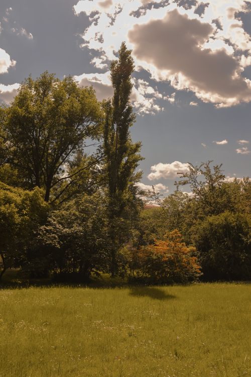Free A peaceful summer scene capturing lush trees, green grass, and fluffy clouds under a bright sky. Stock Photo