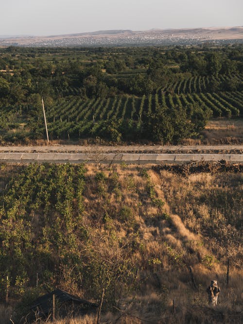 Aerial View of an Agricultural Land