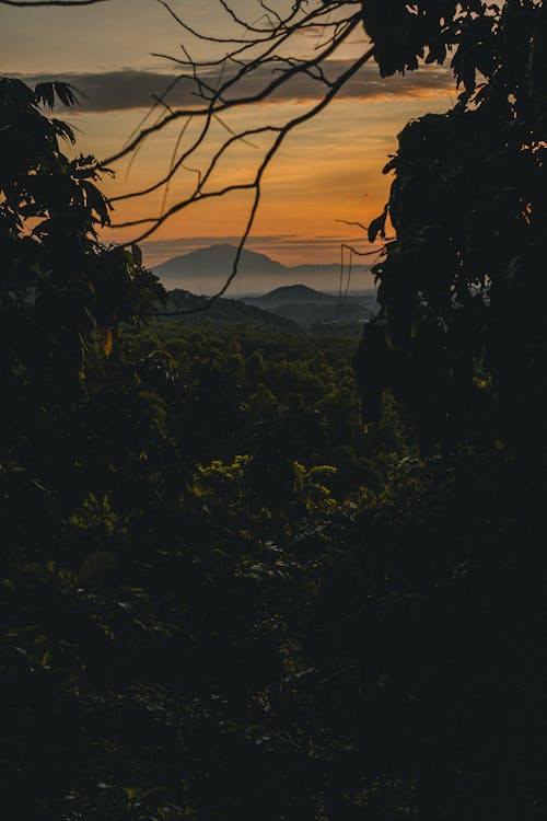 Free Mountain View from the Forest Stock Photo