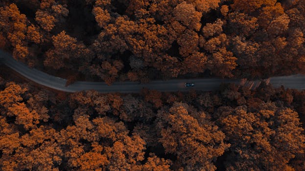 Drone shot capturing a car on a road amidst vibrant autumn foliage in Romania.