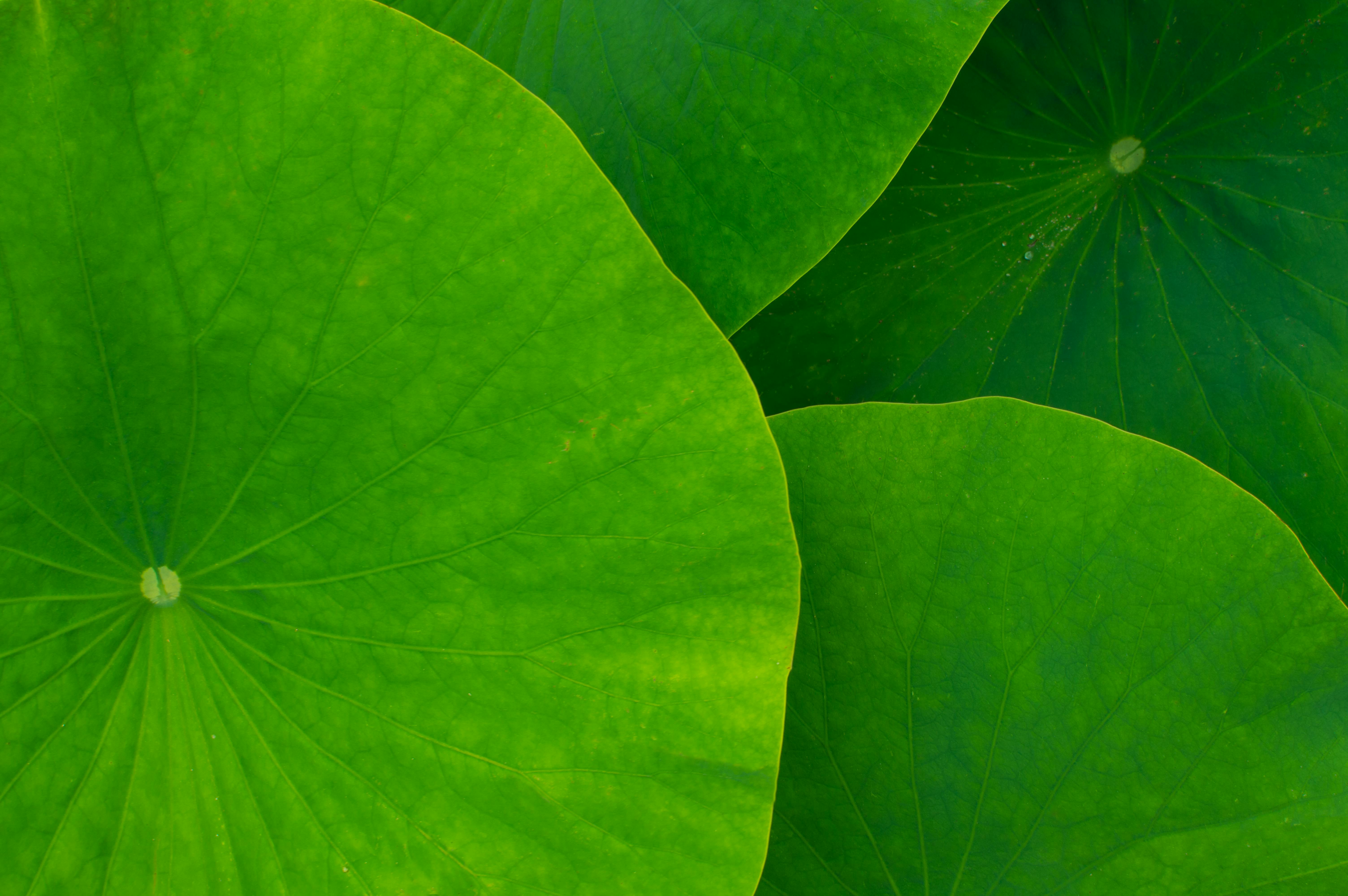 lootuksen lehdet, lootus, vihreä