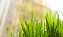 阳光下，充满活力的绿色叶片沐浴着阳光，展现出新鲜的生长与活力