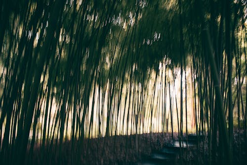 Time-Lapse Photo of Bamboo Trees