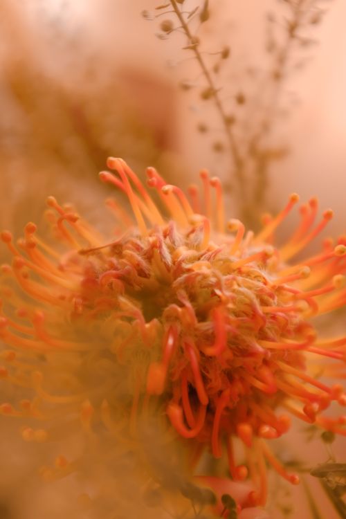 Free Delicate orange flower with intricate details in a soft focus background. Stock Photo