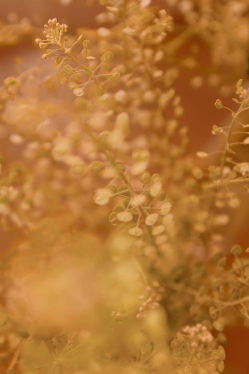 Základová fotografie zdarma na téma detail, listy, mělké zaměření