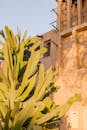 Cactus Beside Concrete Building
