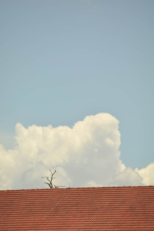 A Leafless Tree Branch Behind a Brown Roof Under Blue Sky with White Clouds