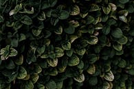 Green and Black Plant Leaves