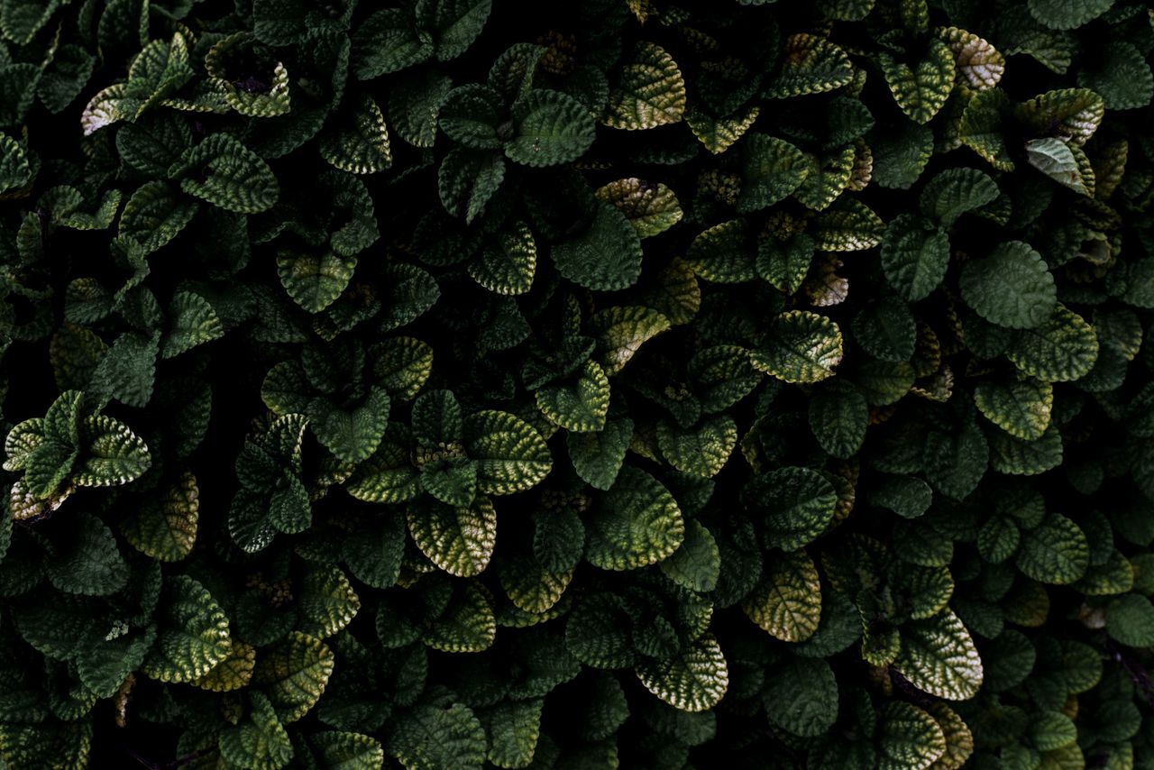 a vibrant close up of dense foliage showcasing intricate leaf patterns