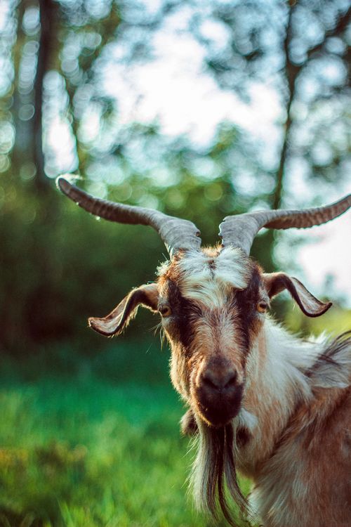 Free Close-up of Girgentana goat with twisted horns in a lush green setting. Stock Photo