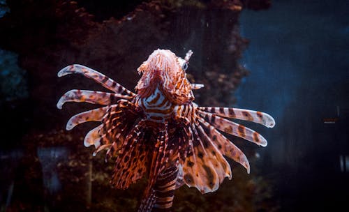 Kostnadsfri bild av lionfish, prydnadsfisk, ryggradslös