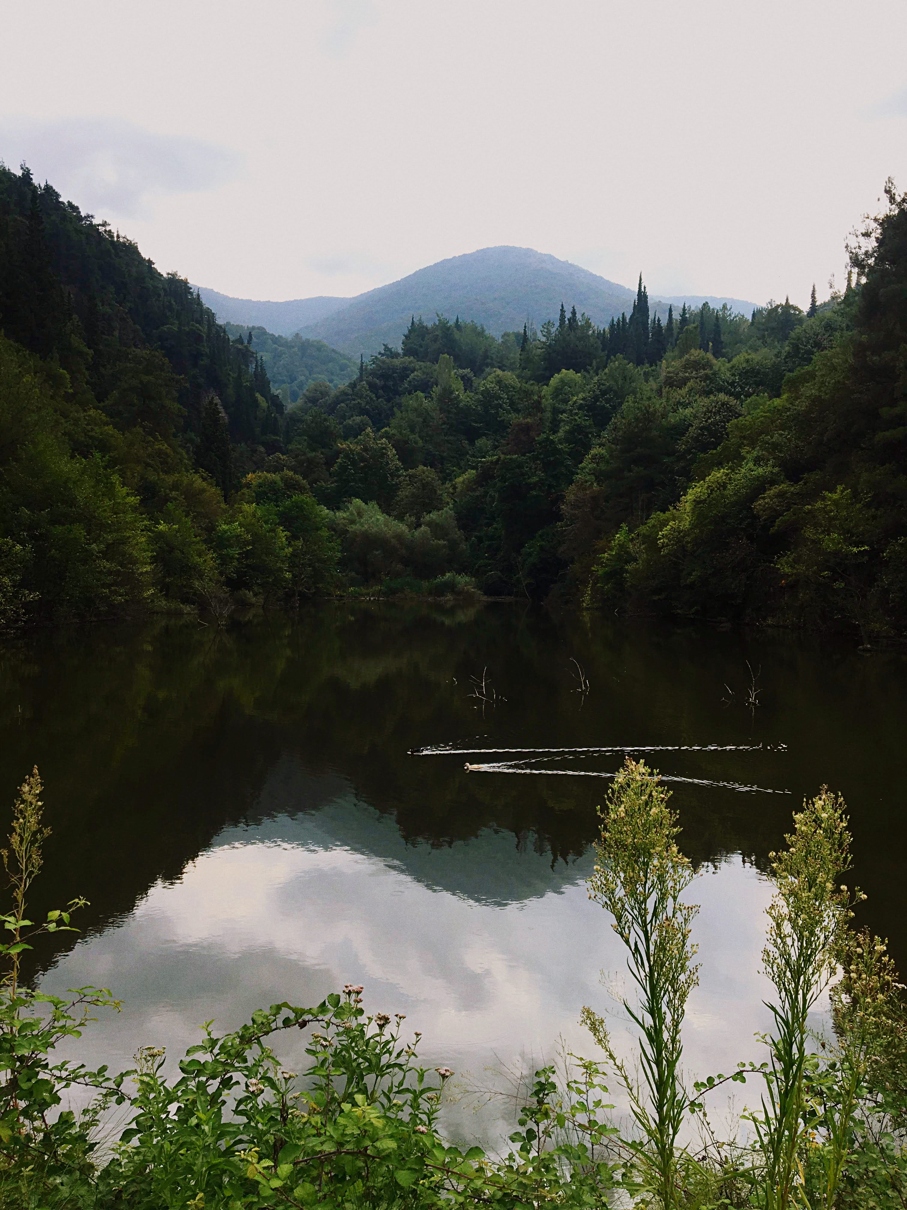 Scenic view of a tranquil forest lake surrounded by lush greenery in Gölcük, Kocaeli, Turkey.
