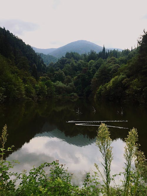 Fotos de stock gratuitas de árboles verdes, bosque, lago