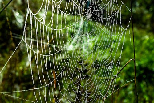 Spider Web in Close Up Photography