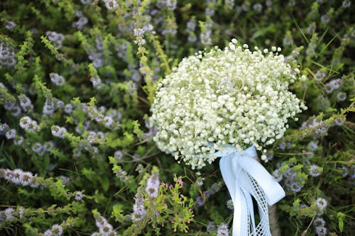 Kostnadsfri bild av babys andedräkt, blombukett, konceptuell