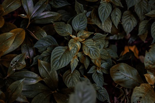 Moody close-up of dark green leaves, perfect for natural backgrounds.
