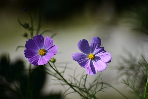 Close-Up Shot of Blooming Garden Cosmos Flowers