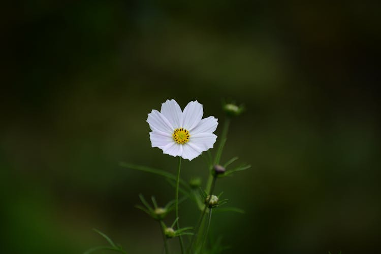 A Beautiful Sonata White Flower In Bloom