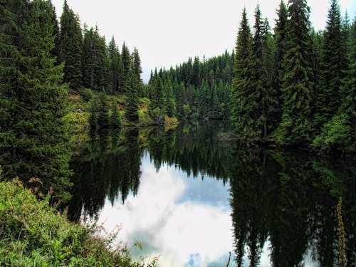 Green Trees Surrounding a Lake