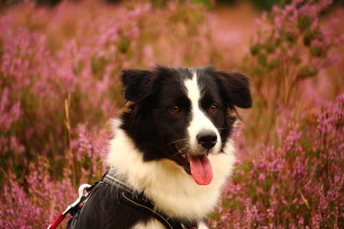 Free Border Collie Dog on Flower Field  Stock Photo