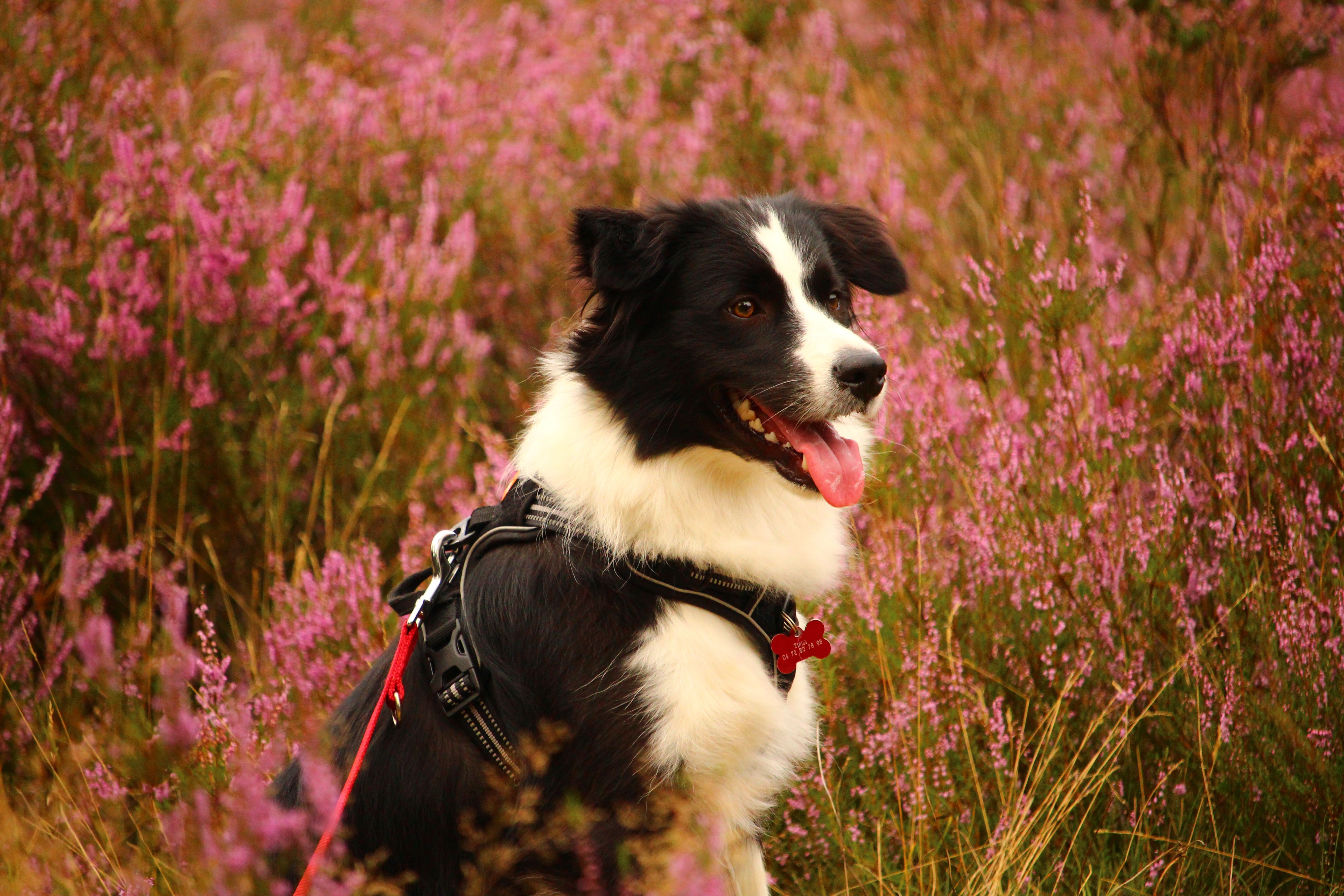 A Close-Up Shot of a Border Collie · Free Stock Photo