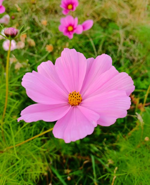 Free Pink Cosmos Flower in Bloom Stock Photo
