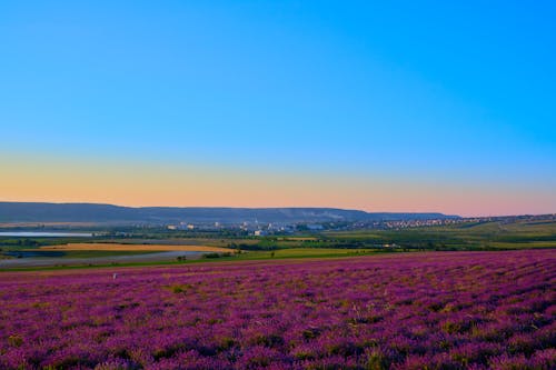 Foto d'estoc gratuïta de camp d'espígol, camp de flors, cel crepuscular