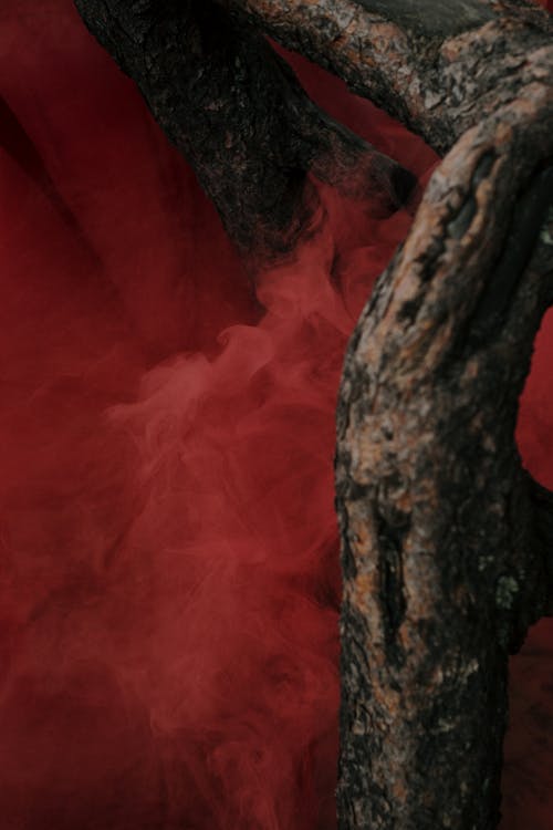 Immagine gratuita di albero, colore rosso, concettuale