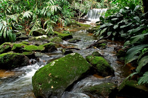 Бесплатное стоковое фото с водоем, зеленые растения, лес