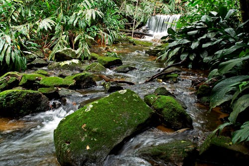 Stream in the Forest Full of Rocks