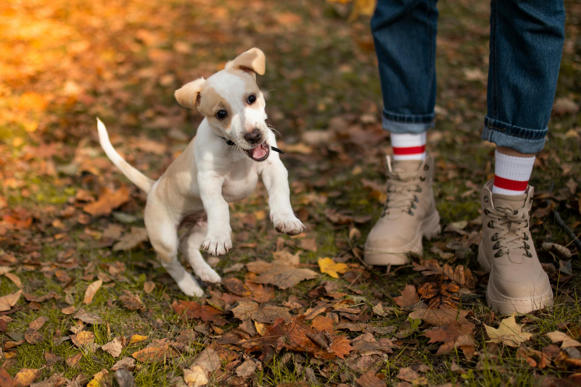 A Puppy Jumping on Grass