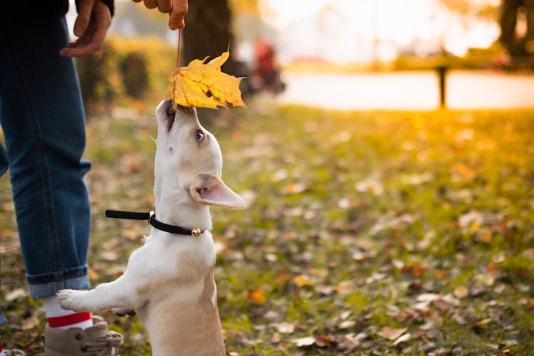 A Puppy Biting A Leaf