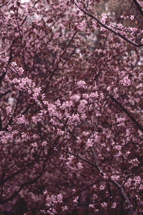 Pink Cherry Blossom Tree 