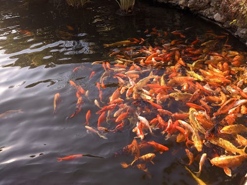 Free School of Koi Fishes on a Fish Pond Stock Photo