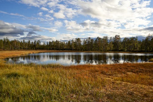 A Reflection of the Trees on the Lake