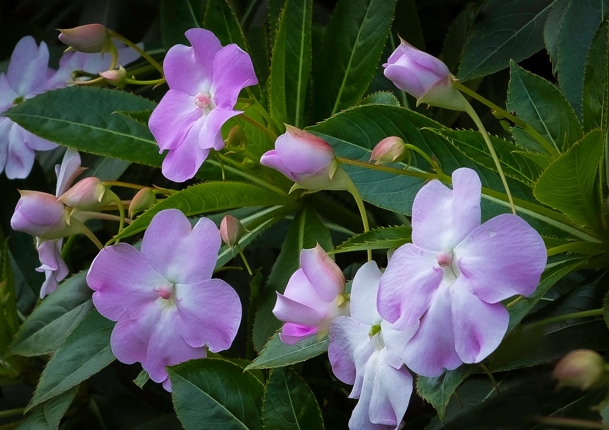 Graph on a tablet showing downward weight trend over time